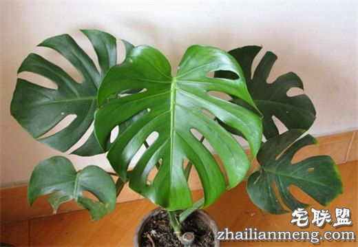 常见室内花卉图片及名称推荐 常见室内花卉图片及名称推荐
