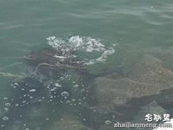 世上水猴子真的存在吗?以为是吓唬人的把戏,没想到真的存在 世上水猴子真的存在吗?以为是吓唬人的把戏,没想到真的存在