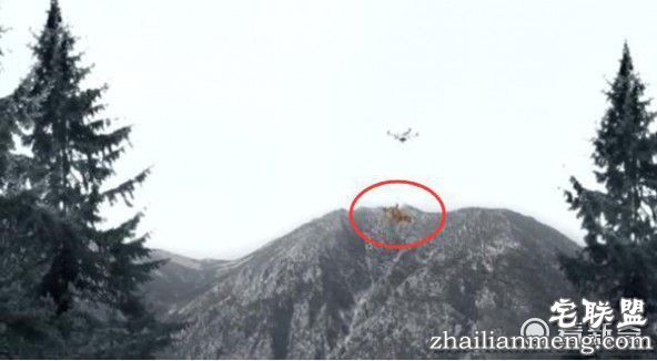 装逼男用无人机遛狗 不料无人机失灵带着狗飞上天！