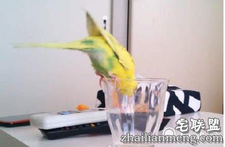 鹦鹉在家偷偷洗澡一个不小心失足成千古恨。逗翻了。