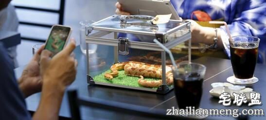 日本重口味咖啡屋,可以边喝饮料边赏蛇,现场顾客是这个反应!