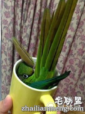 鹦鹉在家偷偷洗澡一个不小心失足成千古恨。逗翻了。