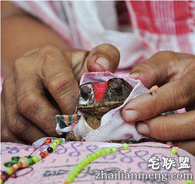 印度奇葩风俗:村民向"雨神"求雨竟然为青蛙举办婚礼 印度奇葩风俗:村民向"雨神"求雨竟然为青蛙举办婚礼