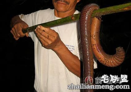 怪物级!巨型蚯蚓长达1.5米吓死人! 怪物级!巨型蚯蚓长达1.5米吓死人!