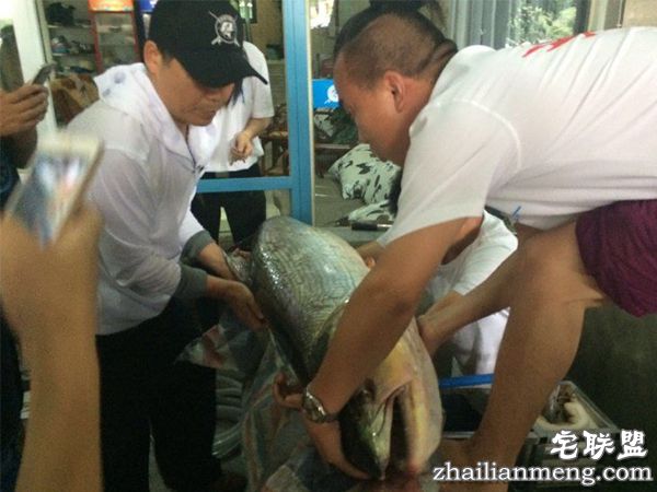 成都父子钓起百斤鳡鱼 较量3小时险被大鱼拉走 成都父子钓起百斤鳡鱼 较量3小时险被大鱼拉走