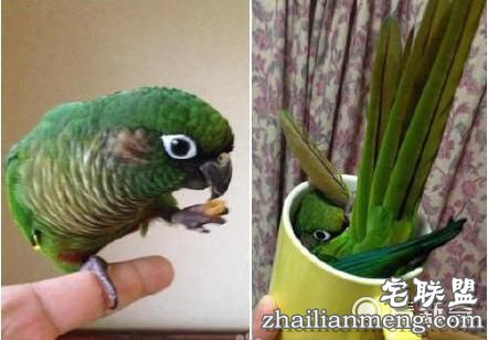 鹦鹉在家偷偷洗澡一个不小心失足成千古恨。逗翻了。