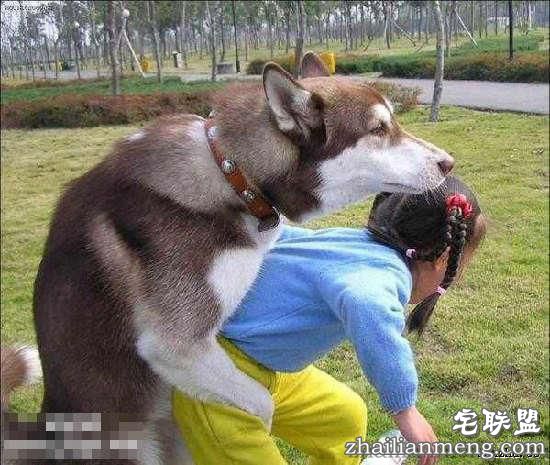 印度5岁女童疑遭性侵致死 警方给的真相:是狗干的 印度5岁女童疑遭性侵致死 警方给的真相:是狗干的