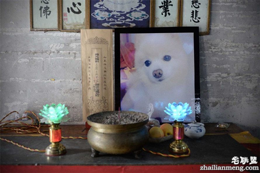 上海现宠物狗最豪华葬礼 百万豪车送行 上海现宠物狗最豪华葬礼 百万豪车送行