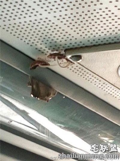 有意思!武汉公交车长蘑菇 乘客戏称养分充足 有意思!武汉公交车长蘑菇 乘客戏称养分充足