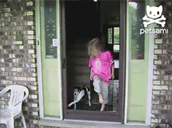 那些被玻璃伤过的汪们…都变成了小心谨慎的宝宝