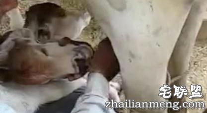 印度母牛产下神牛 小牛长出两个牛头实属罕见 印度母牛产下神牛 小牛长出两个牛头实属罕见