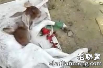 印度母牛产下神牛 小牛长出两个牛头实属罕见 印度母牛产下神牛 小牛长出两个牛头实属罕见
