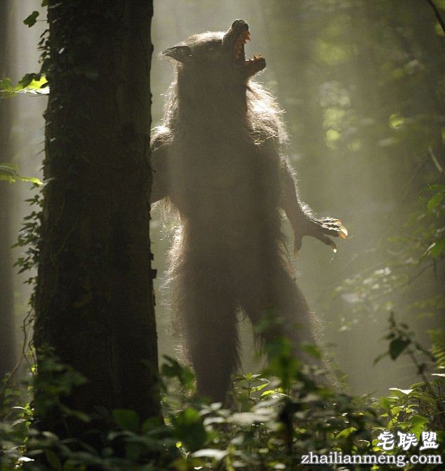 英国有目击者称看到半人半狼生物 拟展开抓捕行动! 英国有目击者称看到半人半狼生物 拟展开抓捕行动!