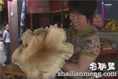 梅州女子挖到2斤重鸡菌王 网友直呼大如车轮 梅州女子挖到2斤重鸡菌王 网友直呼大如车轮