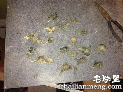 夫妻翻修厨房,没想到墙里的东西让他们直接吐了! 夫妻翻修厨房,没想到墙里的东西让他们直接吐了!