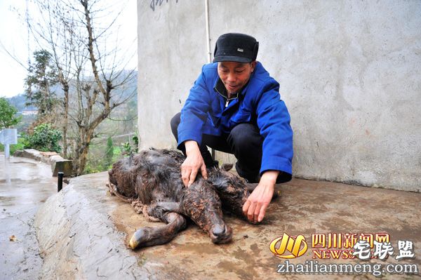 印度母牛产下神牛 小牛长出两个牛头实属罕见 印度母牛产下神牛 小牛长出两个牛头实属罕见