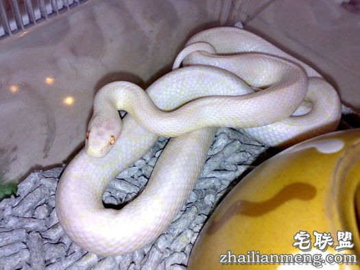 惊闻!60岁乡村老妇生下一条白蛇 超感人! 惊闻!60岁乡村老妇生下一条白蛇 超感人!