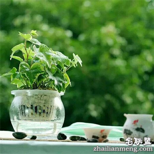 常见室内花卉图片及名称推荐 常见室内花卉图片及名称推荐