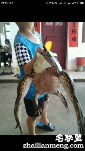 村民抓到巨蛙重8.6斤网友:这货成精了! 村民抓到巨蛙重8.6斤网友:这货成精了!