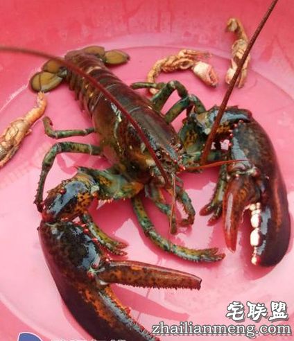 惊呆了!烟台现3.8斤大龙虾 90岁渔民称第一次见 惊呆了!烟台现3.8斤大龙虾 90岁渔民称第一次见