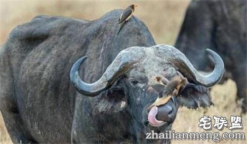 野牛鼻孔突然钻出奇怪物体 走进一看惊呆了! 野牛鼻孔突然钻出奇怪物体 走进一看惊呆了!