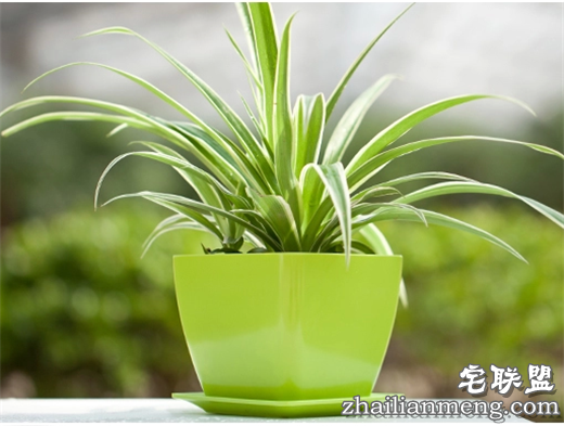 常见室内花卉图片及名称推荐 常见室内花卉图片及名称推荐