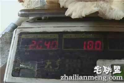 梅州女子挖到2斤重鸡菌王 网友直呼大如车轮 梅州女子挖到2斤重鸡菌王 网友直呼大如车轮