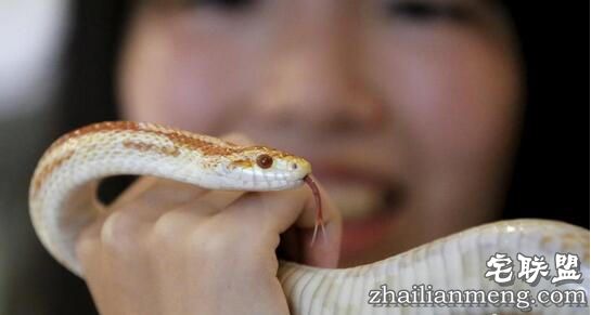 日本重口味咖啡屋,可以边喝饮料边赏蛇,现场顾客是这个反应!