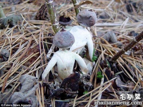 英国现“人形”蘑菇长着头和四肢 已被认定为新品种 英国现“人形”蘑菇长着头和四肢 已被认定为新品种