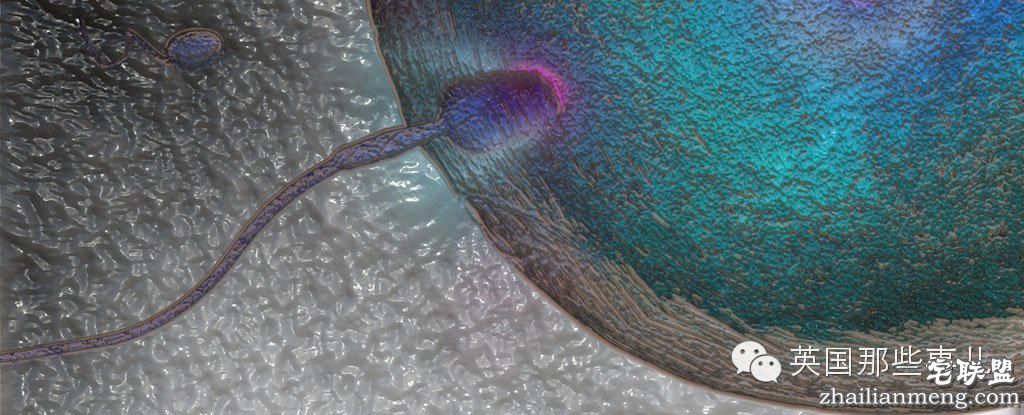 用假卵子勾引精子...科学家们又发明了避孕新套路