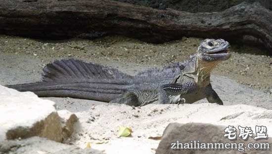 神秘!罗布泊食人蜥蜴事件 看完傻眼了! 神秘!罗布泊食人蜥蜴事件 看完傻眼了!