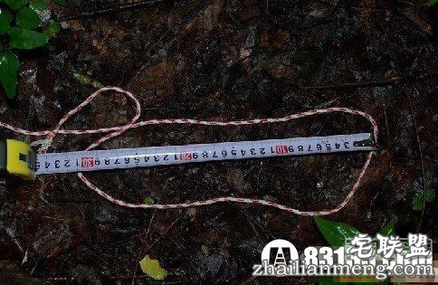 离山野人之谜:神农架出现不明毛发 离山野人之谜:神农架出现不明毛发