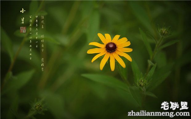 小暑节气谚语大全 句句是真理啊! 小暑节气谚语大全 句句是真理啊!