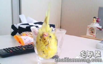 鹦鹉在家偷偷洗澡一个不小心失足成千古恨。逗翻了。