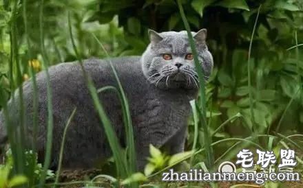 一头长得好像猫的猪，最后那张......