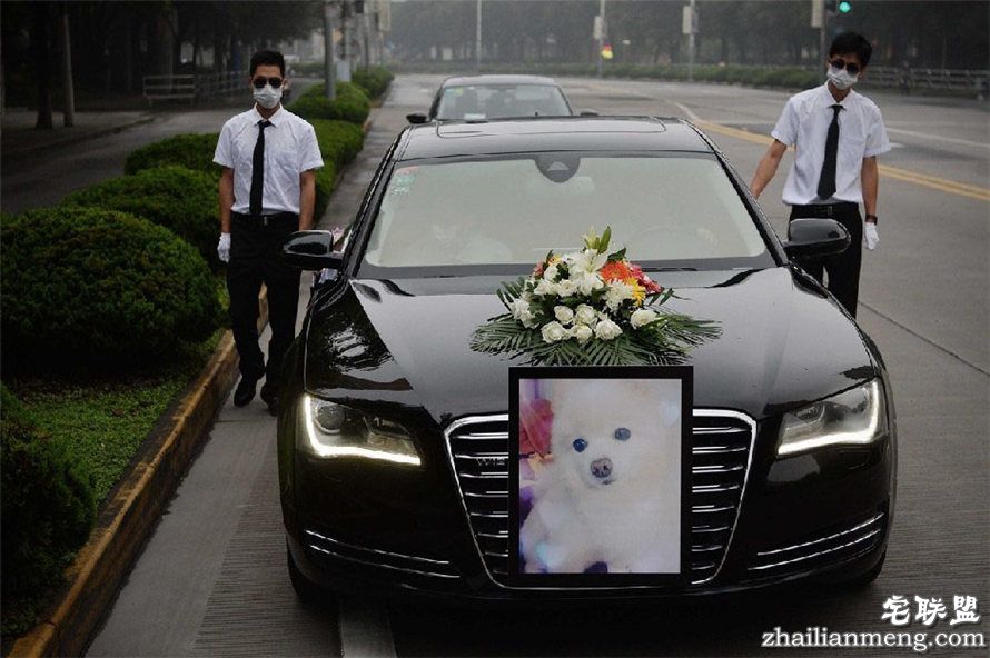 上海现宠物狗最豪华葬礼 百万豪车送行 上海现宠物狗最豪华葬礼 百万豪车送行
