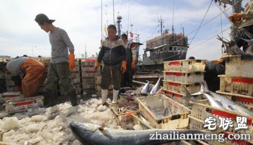 青岛渔民捕获巨型鲅鱼重达30公斤 需要两人合力抬起 青岛渔民捕获巨型鲅鱼重达30公斤 需要两人合力抬起