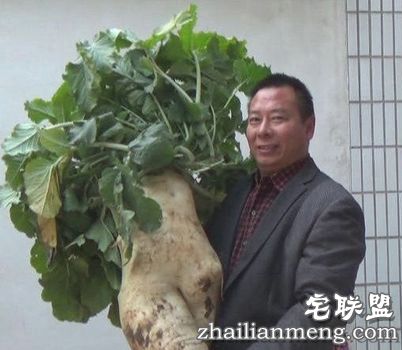云南村民种出巨型萝:长1.2米 重约30斤 白萝卜的功效与作用 云南村民种出巨型萝:长1.2米 重约30斤 白萝卜的功效与作用