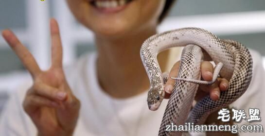 日本重口味咖啡屋,可以边喝饮料边赏蛇,现场顾客是这个反应!