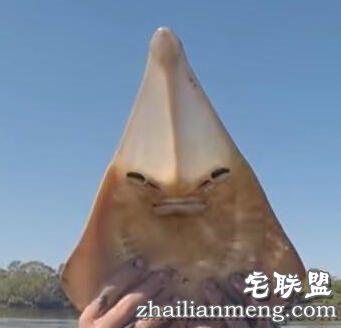 小孩海边玩耍时在水中发现鲨鱼,没想到竟然赤手空拳把它抓起!