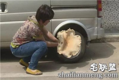 梅州女子挖到2斤重鸡菌王 网友直呼大如车轮 梅州女子挖到2斤重鸡菌王 网友直呼大如车轮