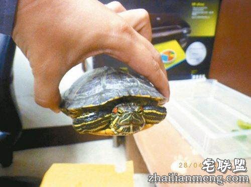 太奇葩!乌龟致车祸被逮捕 事故原因在调查中 太奇葩!乌龟致车祸被逮捕 事故原因在调查中