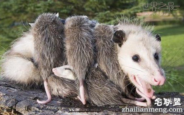 全球上最大的老鼠身高1.1米堪比3岁儿童 猫都害怕的老鼠 全球上最大的老鼠身高1.1米堪比3岁儿童 猫都害怕的老鼠