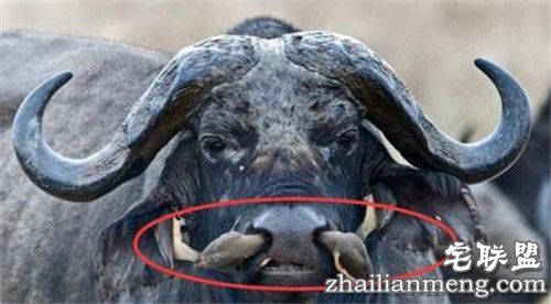 野牛鼻孔突然钻出奇怪物体 走进一看惊呆了! 野牛鼻孔突然钻出奇怪物体 走进一看惊呆了!