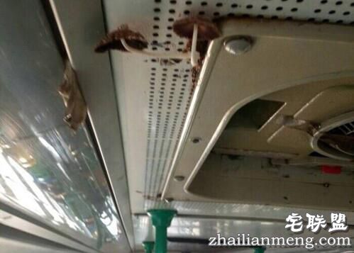 有意思!武汉公交车长蘑菇 乘客戏称养分充足 有意思!武汉公交车长蘑菇 乘客戏称养分充足