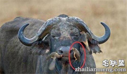 野牛鼻孔突然钻出奇怪物体 走进一看惊呆了! 野牛鼻孔突然钻出奇怪物体 走进一看惊呆了!