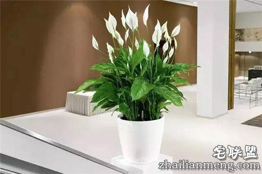 常见室内花卉图片及名称推荐 常见室内花卉图片及名称推荐