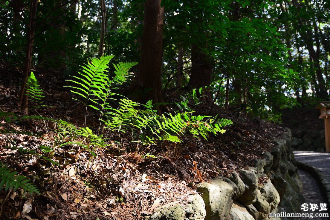 伊势神宫 月读宫 日夜兼程:第五日上午,参访伊势神宫@wildgun的2016早春关西游记