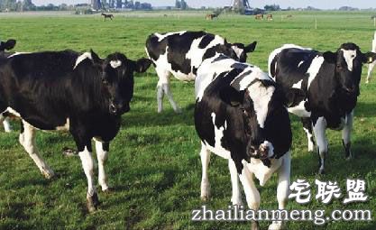 德国90头牛放屁引爆炸网友调侃:牛哥太霸气 德国90头牛放屁引爆炸网友调侃:牛哥太霸气