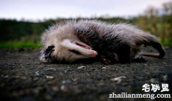 全球上最大的老鼠身高1.1米堪比3岁儿童 猫都害怕的老鼠 全球上最大的老鼠身高1.1米堪比3岁儿童 猫都害怕的老鼠